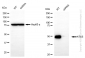 KD-Validated Anti-ATG5 Rabbit Monoclonal Antibody